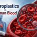 Microplastics In Human Blood: What The 2026 Research Actually Shows 6 Microplastics in Human Blood
